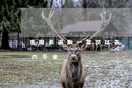 信用卡逾期一年可以去韓國嗎(1000 五十六千米)