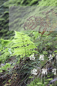 信用卡逾期一年可以辦理車貸嗎-一年前有逾期可以辦理車貸嗎