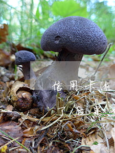信用卡逾期一年后的后果(我信用卡逾期一年了后果是什么?)
