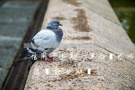 信用卡逾期一年后還可以分期嗎(逾期一年還清還能分期嗎)