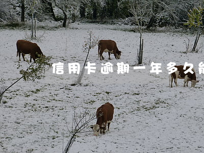 信用卡逾期一年多久能肖(信用卡逾期時間)