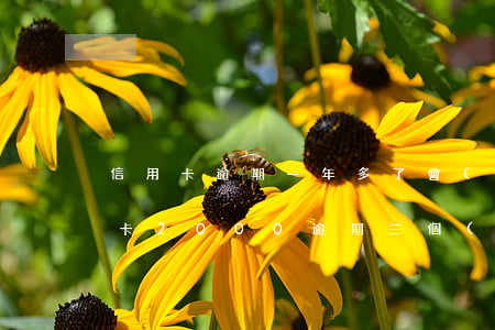 信用卡逾期一年多了會(huì)黑嗎(信用卡2000逾期三個(gè)月會(huì)上黑名單嗎)