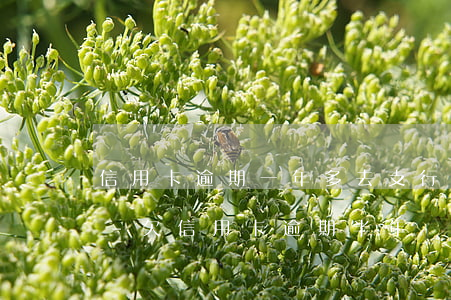 信用卡逾期一年多去支行協(xié)商嗎-欠信用卡逾期半年還能不能協(xié)商