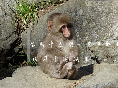 信用卡逾期一年多影響辦理房貸(很多年前的信用卡逾期會(huì)不會(huì)影響房貸)