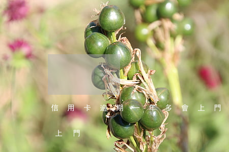 信用卡逾期一年多會上門(信用卡逾期多久會上門)