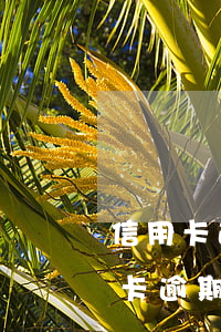 信用卡逾期一年多还了能车贷吗 一年前信用卡逾期能贷款买车吗