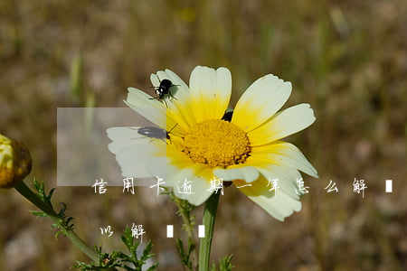 信用卡逾期一年怎么解凍(信用卡逾期一年可以解凍嗎)