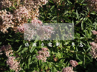 信用卡逾期一年怎樣爭取最大減免