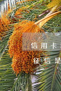 信用卡逾期一年是黑戶嗎(信用卡逾期一年了征信是不是黑了)