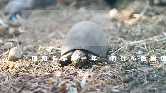 信用卡逾期一年會有什么后果(信用卡逾期超過一年會怎樣)