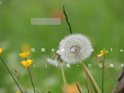 信用卡逾期一年沒(méi)還能做飛機(jī)嗎-欠信用卡一年沒(méi)還能坐飛機(jī)嗎