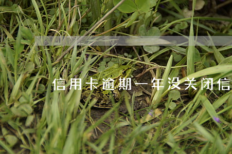 信用卡逾期一年没关闭（信用卡逾期一年没关）
