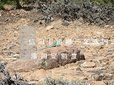 信用卡逾期一年漲固定額度(信用卡逾期一年漲固定額度)
