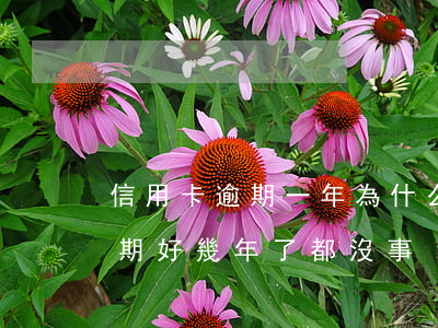 信用卡逾期一年為什么沒事(我朋友信用卡逾期好幾年了都沒事)