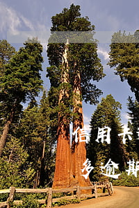 信用卡逾期一年的處理辦法(信用卡2000多逾期一年會怎么處理)