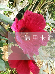 信用卡逾期一年签署逮捕令(信用卡 逾期 坐牢)