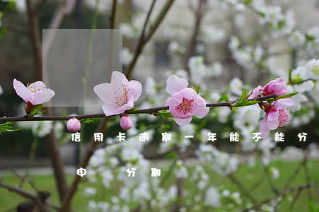信用卡逾期一年能不能分期(銀行卡逾期可以申請分期嗎)