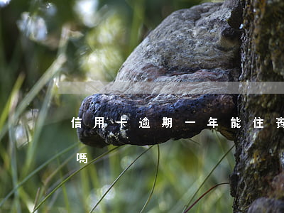 信用卡逾期一年能住賓館嗎(逾期可以住賓館嗎)