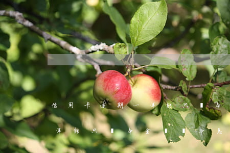 信用卡逾期一年能只還本金嗎(信用卡逾期一年能只還本金嗎還本息嗎)