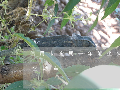 信用卡逾期一年能坐火车吗(逾期多久会不能坐动车)