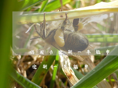 信用卡逾期一年能申請減輕利息嗎-信用卡逾期一年能申請減輕利息嗎知乎