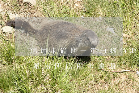 信用卡逾期一年自称当地派出所-银行报备派出所信用卡逾期