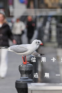 信用卡逾期一年被起诉怎么办(信用卡1万五逾期一年被起诉怎么办)