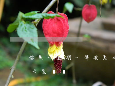 信用卡逾期一年要怎么還款(逾期幾年的信用卡怎樣還)