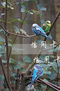 信用卡逾期一年連續(xù)3個月(每個月信用卡逾期三天)