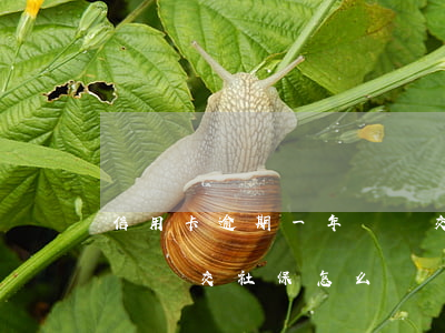 信用卡逾期一年進廠交社保 信用卡逾期一年進廠交社保怎么辦