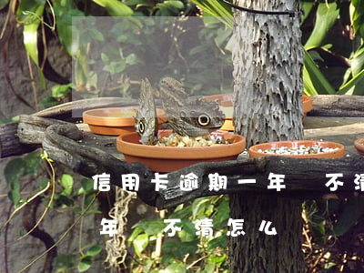 信用卡逾期一年還不清怎么辦(信用卡逾期一年還不清怎么辦)