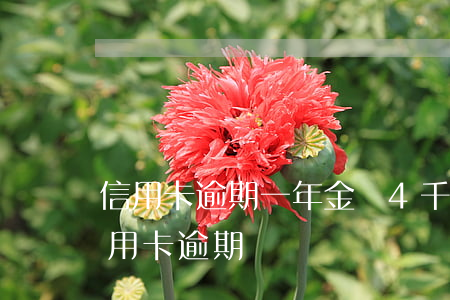 信用卡逾期一年金額4千怎么辦-幾千塊信用卡逾期