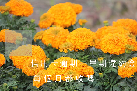 信用卡逾期一星期違約金(信用卡逾期違約金每個月都收嗎)
