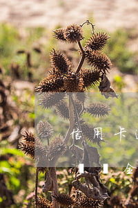 信用卡逾期一月一定要還全款么(逾期以后必須還全款嗎)
