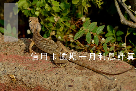 信用卡逾期一月利息計算器(逾期利率計算器)