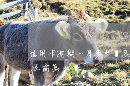 信用卡逾期一月多少罰息(信用卡逾期了罰息很高怎么辦)