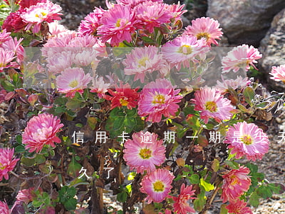 信用卡逾期一期是少天(你們的信用卡逾期多久了)
