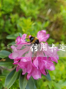 信用卡逾期一期沒還會(huì)怎么樣
