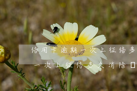 信用卡逾期一次上征信多久消除(信用卡逾期一次上征信多久消除記錄)