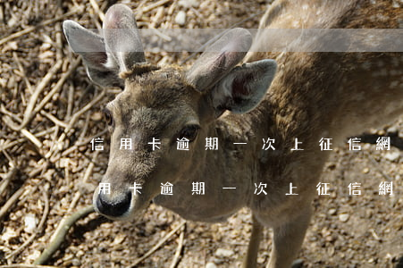 信用卡逾期一次上征信網(wǎng)了(信用卡逾期一次上征信網(wǎng)了)