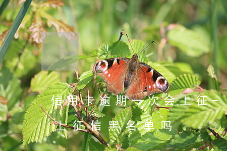 信用卡逾期一次会上征-信用卡逾期一次会上征信黑名单吗
