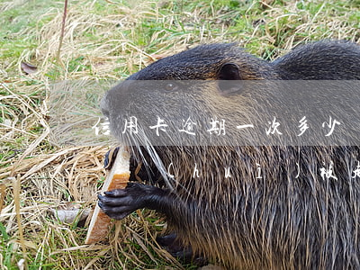 信用卡逾期一次多少錢(信用卡逾期一次多少錢會(huì)被起訴)