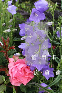 信用卡逾期一次對(duì)房貸有影響嘛 房貸逾期會(huì)影響信用卡嗎