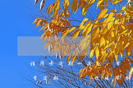 信用卡逾期一次就沒有額度(為什么信用卡沒有逾期無緣無故被限制了)