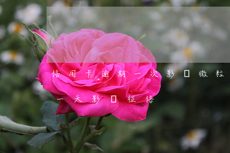 信用卡逾期一次影響微粒貸嗎-微粒貸逾期一天影響征信