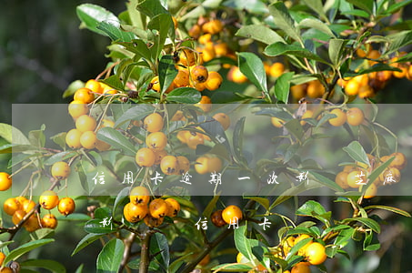 信用卡逾期一次影響芝麻分嗎(芝麻信用分會影響辦信用卡嗎)
