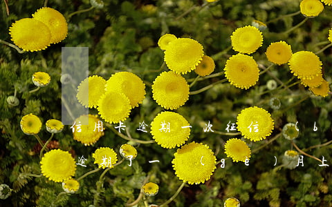 信用卡逾期一次征信報(bào)告(信用卡逾期了一個(gè)月上征信報(bào)告了怎么消除)
