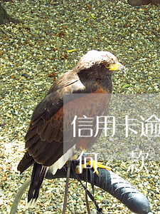 信用卡逾期一次性還款技巧(逾期的信用卡如何還款)