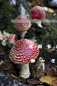 信用卡逾期一次能在辦信用卡嗎-信用卡逾期一次能在辦信用卡嗎