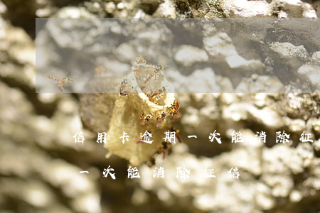 信用卡逾期一次能消除征信嗎嗎（信用卡逾期一次能消除征信嗎）